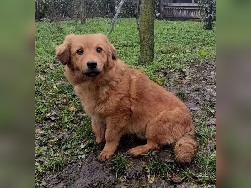 Leo Tierschutzhund sucht ein Zuhause