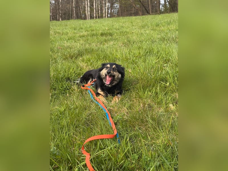 CHARMI, schlaue Zuckermaus, 11 Monate, 35 cm, Tierschutz, Pflegestelle 53783