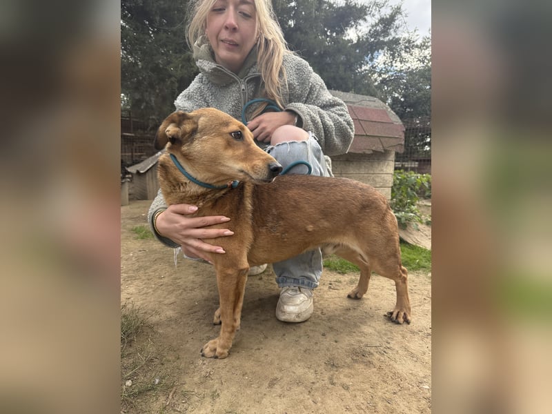 Pityke - freundlicher Hundemann sucht liebevolles Zuhause