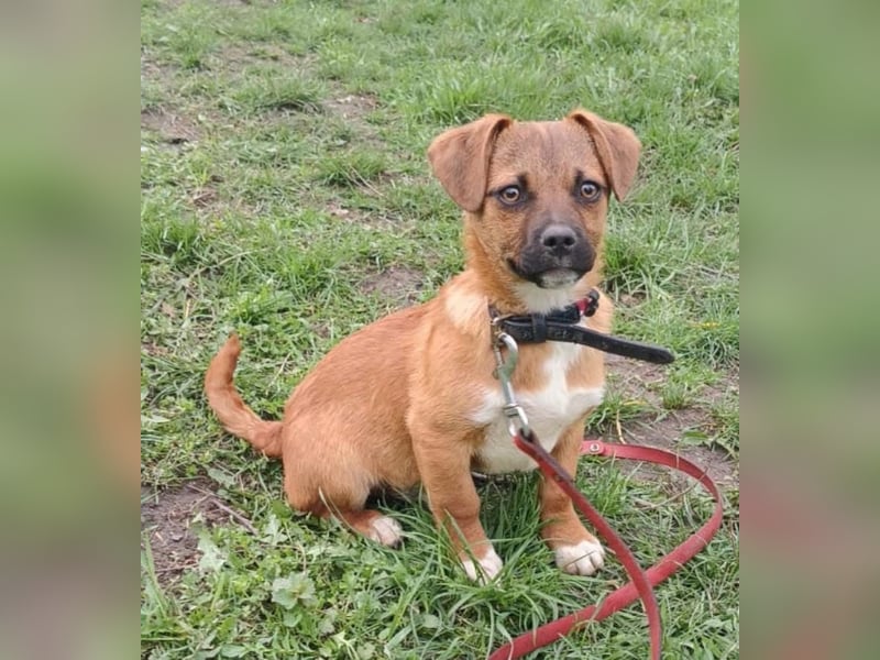 Peter Tierschutzhund sucht ein Zuhause