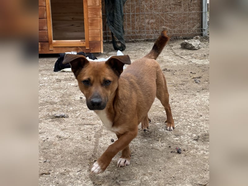 ⭐️Gin⭐️, niedlicher Mini, Rüde, 3,5 Jahre, 29 cm, Mischling, Tierschutz Rumänien