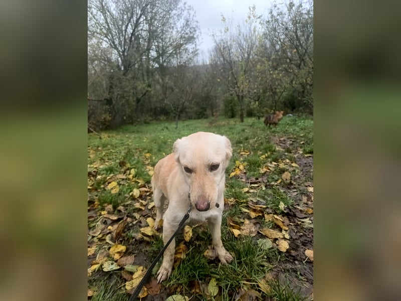 Billy Tierschutzhund sucht ein Zuhause