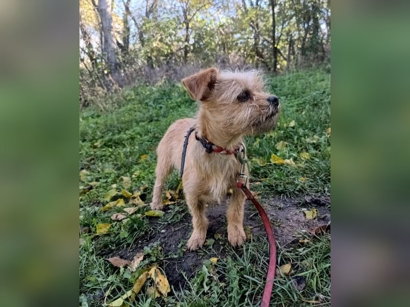 Ruby Tierschutzhund sucht ein Zuhause