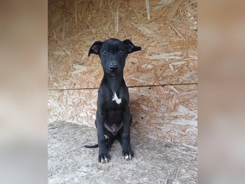 Sancho Tierschutzhund sucht ein Zuhause