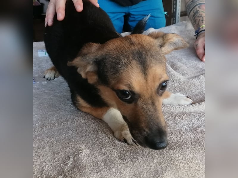 ⭐️MISSY⭐️, süßer Dackel-Mischling, Hündin, 3,5 Jahre, ca. 30cm, Mischling, Tierschutz Rumänien