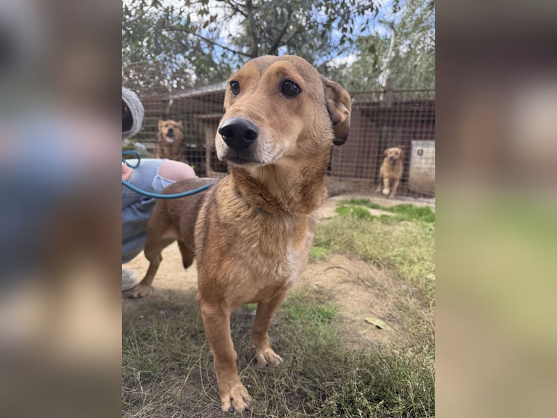 Pityke - freundlicher Hundemann sucht liebevolles Zuhause