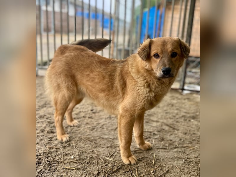 ARMANI, fröhliches Leckermäulchen, 9 Monate, 35 cm, Mischling, Tierschutz Rumänien