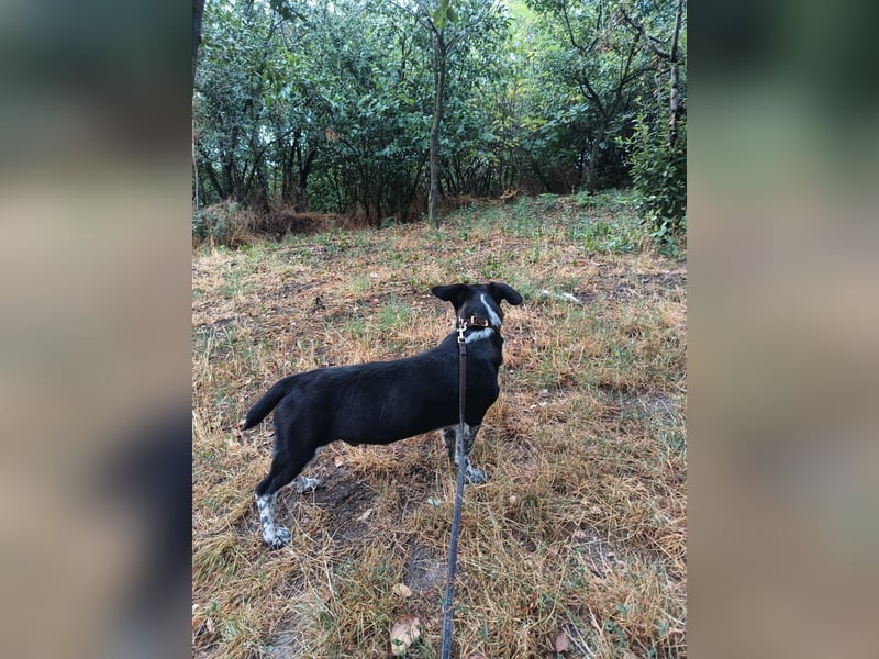 Cody Tierschutzhund sucht ein Zuhause