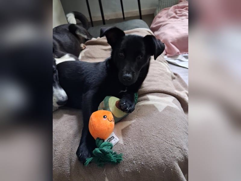 WIMPY, Zuckermädchen, 8,5 Monate, 28 cm, Pflegestelle Mönchengladbach, Tierschutz Rumänien