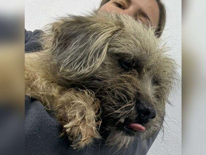 ⭐️Bruna⭐️, Knuddelmaus, Hündin, 2 Jahre, 30 cm, Mischling, Tierschutz