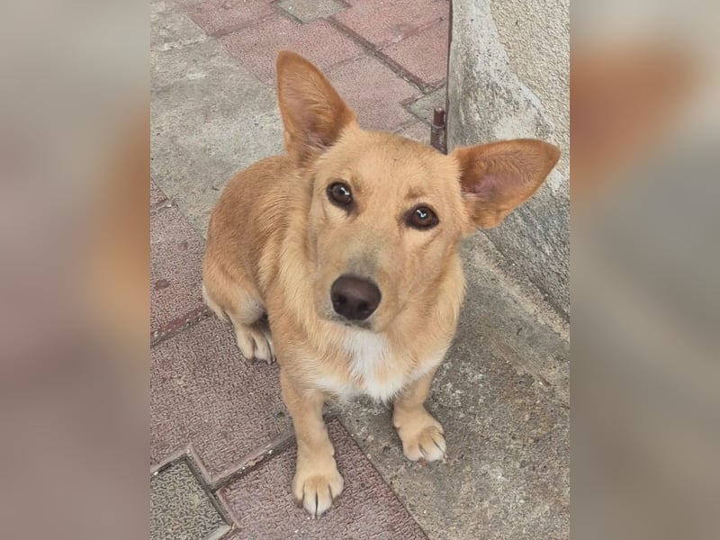 Die kleine süsse Lizzy liebt Menschen+Hunde,und möchte Rumänien schnell verlassen