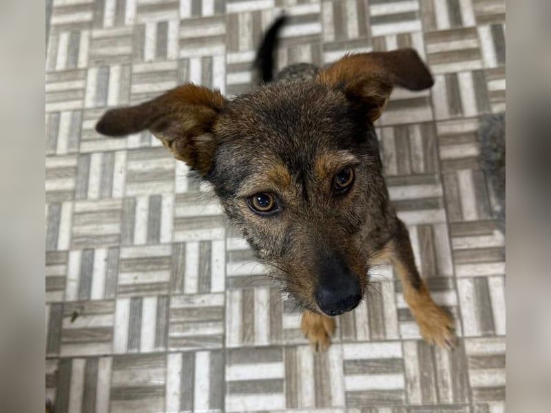 ⭐️ Alexa⭐️, liebevolles Hundekind, 10 Monate, 36 cm, Mischling, Tierschutz