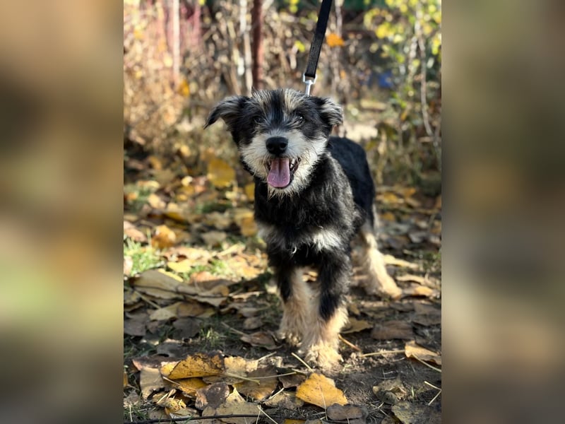 Filip - Bezaubernder Bube sucht Zuhause