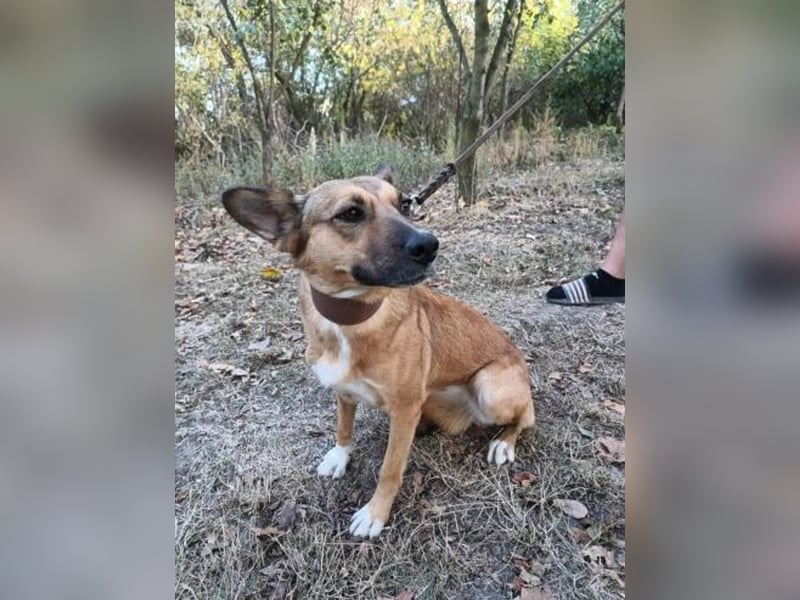 Nayana Tierschutzhund sucht ein Zuhause