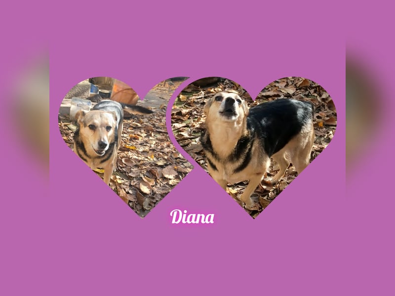 Diana, eine liebe Hündin, möchte Rumänien noch vor dem kalten Winter in Rumänien verlassen