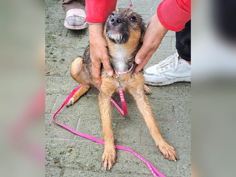 Welpen Mädel Kylo 38cm, möchte Rumänien ganz schnell verlassen