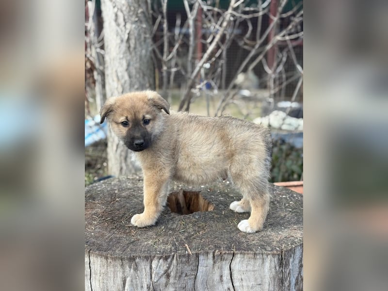 Kleiner Schatz Nash sucht großes Glück