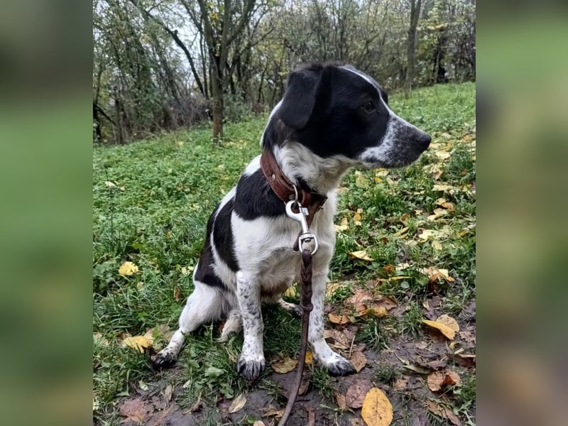 Minnie Tierschutzhund sucht ein Zuhause