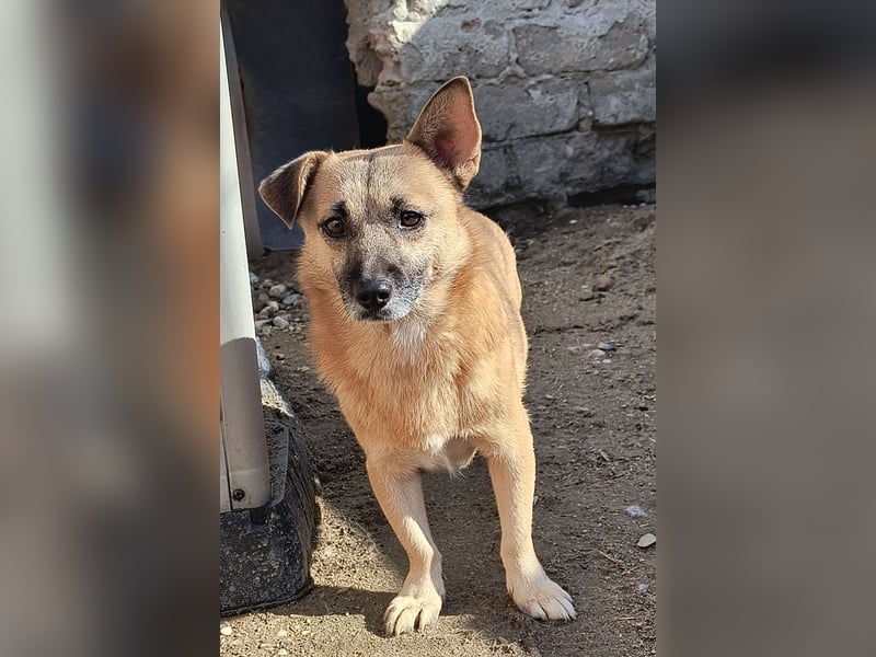 Nofell ⭐️TONI⭐️, Rüde, 3 Jahre, 29cm, Mischling, Tierschutz Rumänien