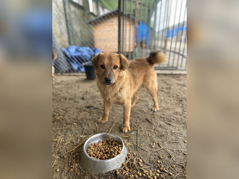 ARMANI, fröhliches Leckermäulchen, 9 Monate, 35 cm, Mischling, Tierschutz Rumänien