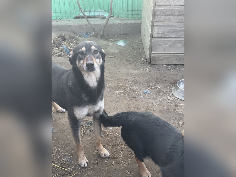 ⭐️ONYA⭐️, Hündin, fast 3 Jahre, 40 cm, Mischling, Tierschutz