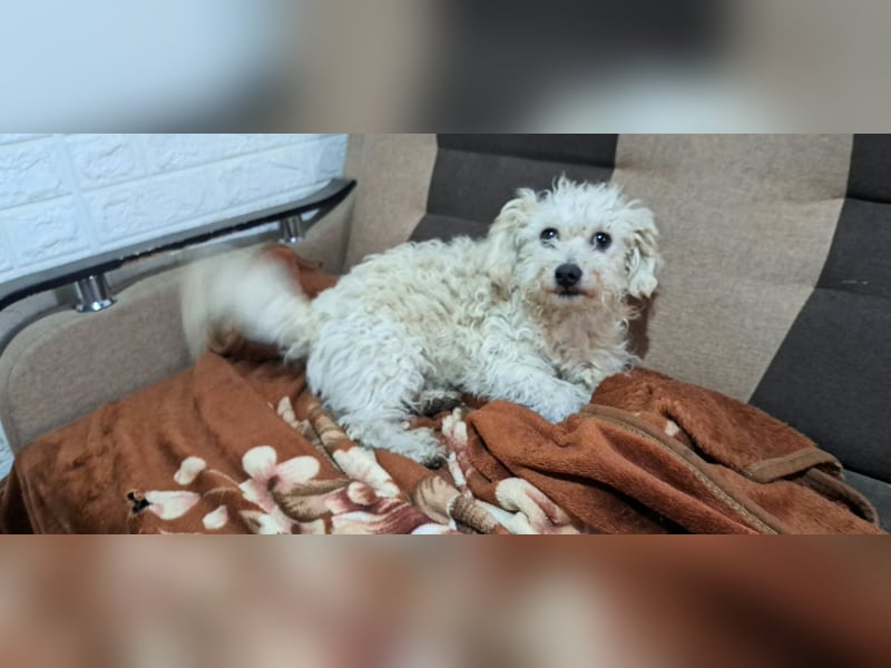 Der kleine Fizz sucht ein liebevolles Zuhause