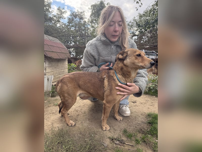 Pityke - freundlicher Hundemann sucht liebevolles Zuhause