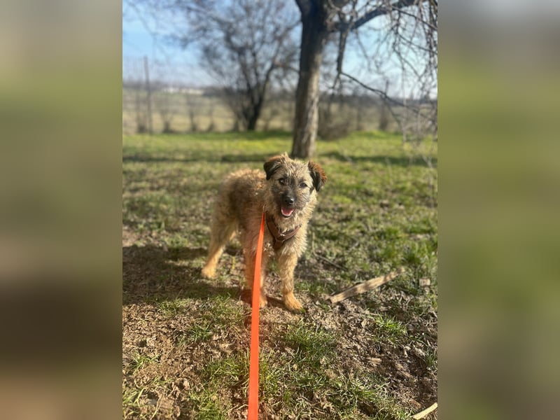 HEARTY, zuckersüßes Spielkind, 1 Jahr, 40 cm, Mischlingsmädchen, Tierschutz Rumänien