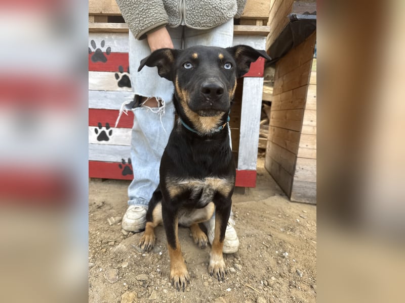 Rizling möchte zeigen, was in ihr steckt