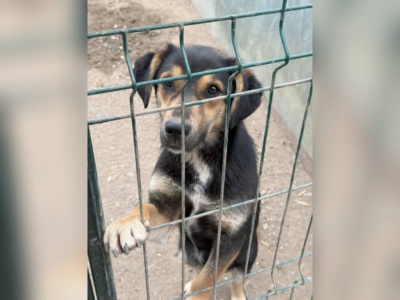 ⭐️BERO⭐️, lustiger Mini, Rüde, fast 2 Jahre, 32cm, Mischling, Tierschutz