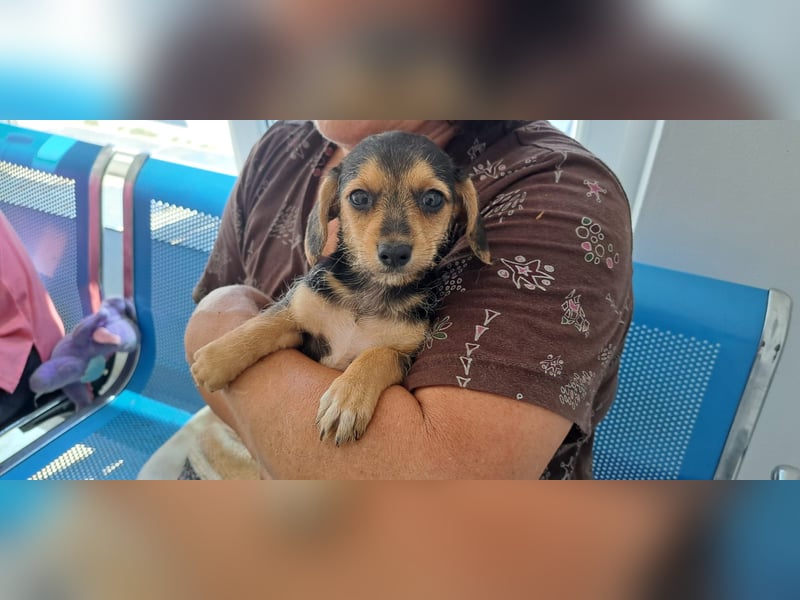 Kleine Yvette sucht ihr großes Glück