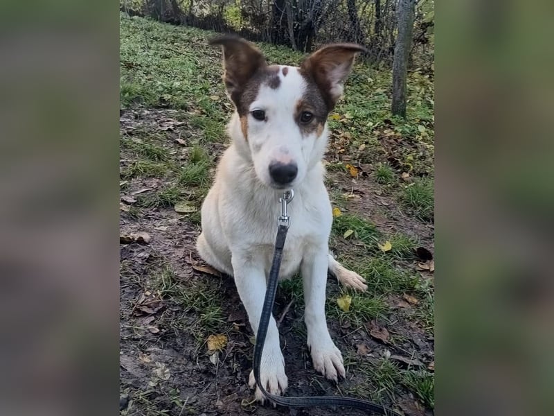 Lumi Tierschutzhund sucht ein Zuhause