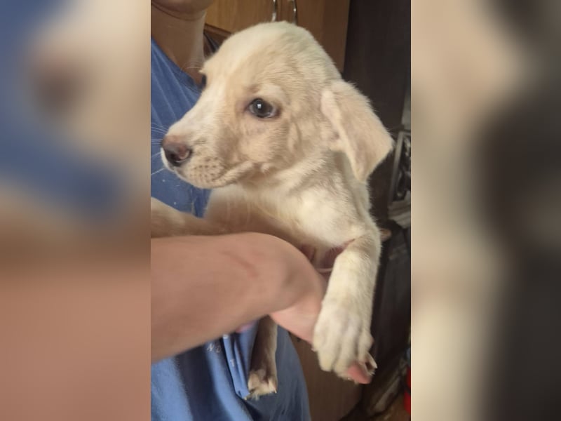 Hier komme ich - Welpenrüde 273770