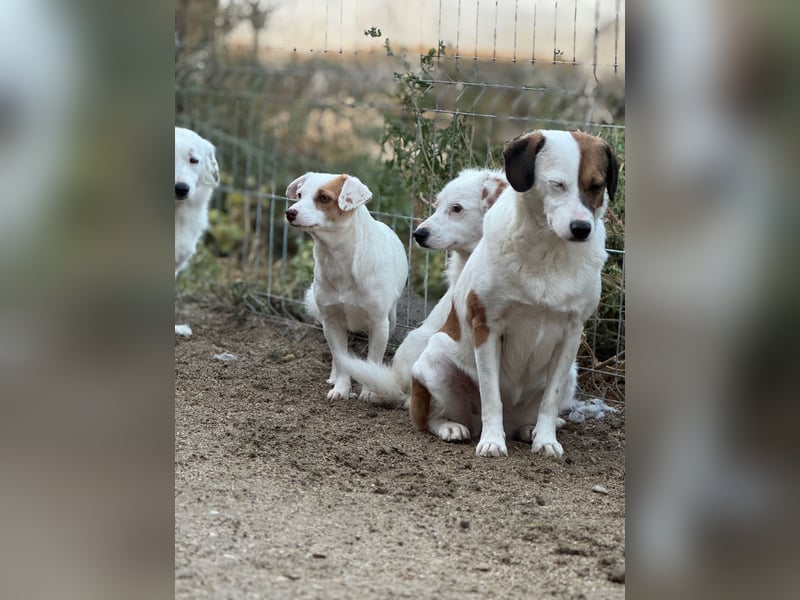 ⭐️FEE⭐️, zartes Hundemädchen, 1 Jahr, 30 cm, Mischling, Tierschutz