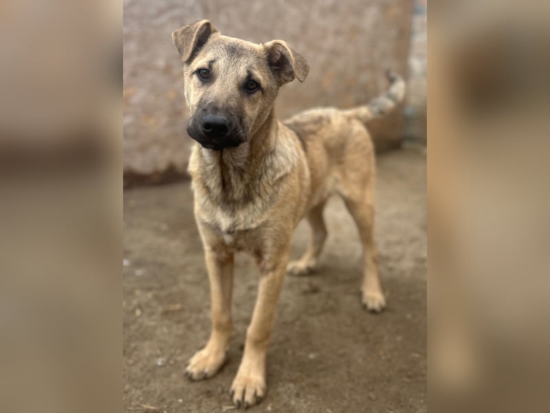 ⭐️Plisch⭐️, verschmuster Welpenmann, 5 Monate, 40 cm, Mischling, Tierschutz