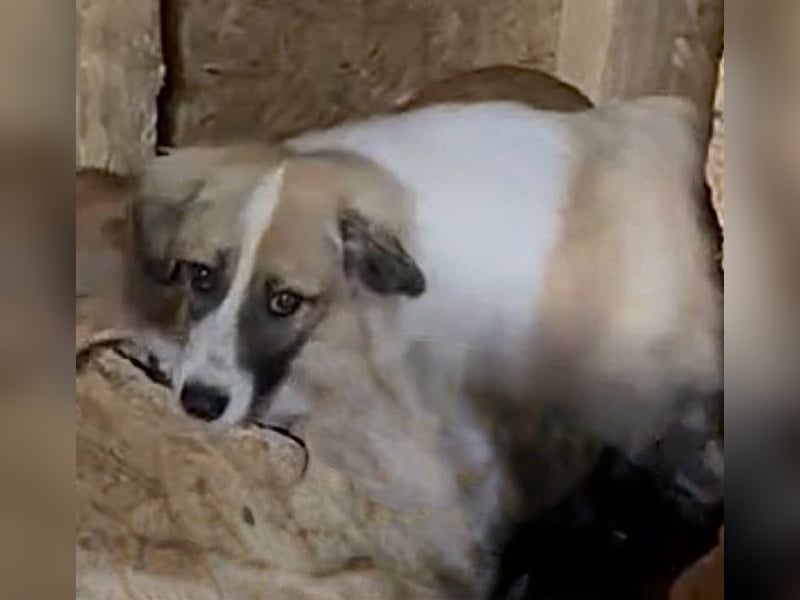 ⭐️FRIDOLIN⭐️, Rüde, 1 Jahr, 37cm, Mischling, Tierschutz