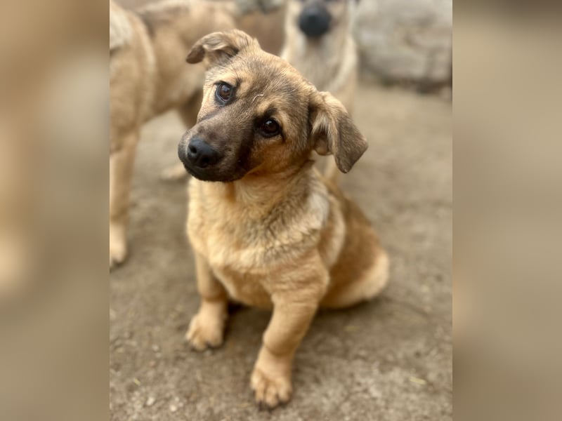 ⭐️Phaja⭐️, reizendes Mini-Mädchen, Welpe, 8 Monate, 31 cm, Mischling, Tierschutz