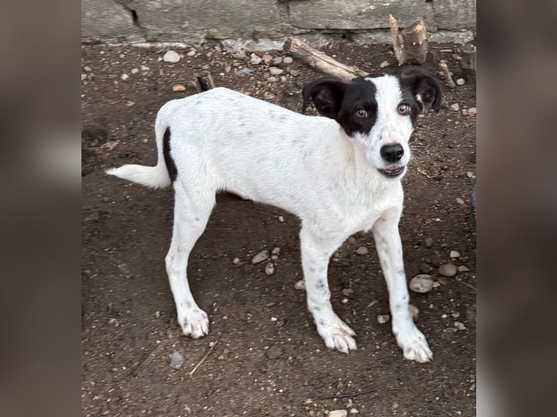 ⭐️SNOW⭐️, Herzensbrecher, Rüde, 9 Monate, ca. 40cm, Mischling, Tierschutz