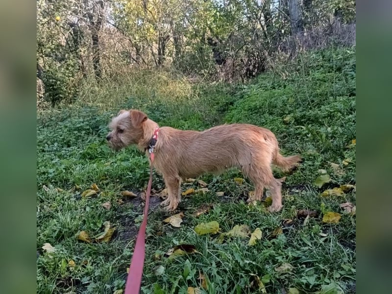 Ruby Tierschutzhund sucht ein Zuhause