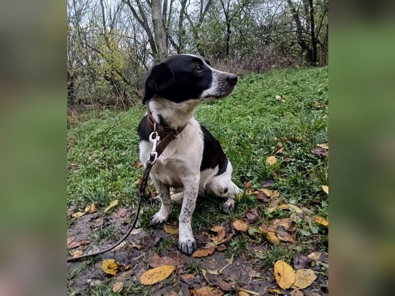Minnie Tierschutzhund sucht ein Zuhause