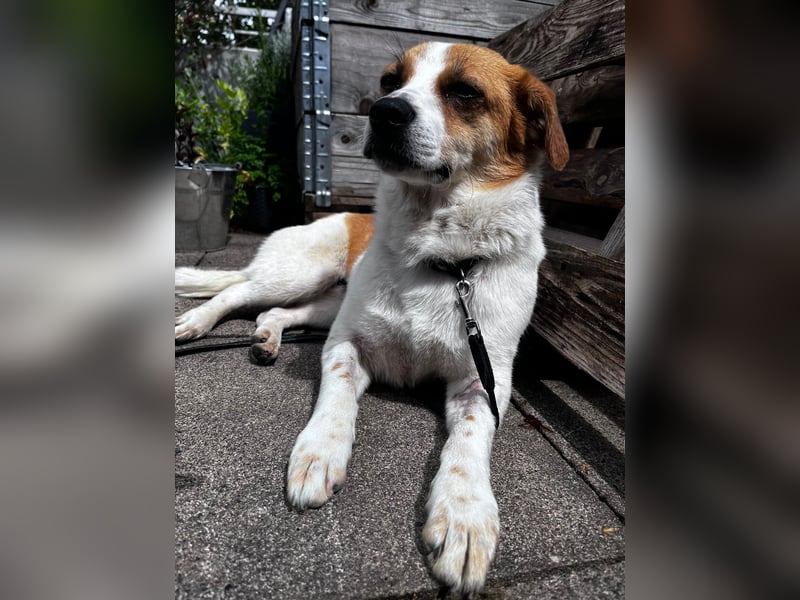 SOPHIA, lustiges Mischlingsmädchen, 1 Jahr, 33 cm, Pflegestelle Düsseldorf, Tierschutz Rumänien