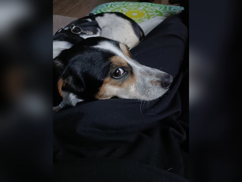 REA, sucht ihre Menschen, 2,5 Jahre, 34 cm, Mischling, Pflegestelle 53937, Tierschutz Rumänien