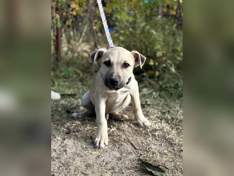 Ozan - wartet auf ein besseres Leben!