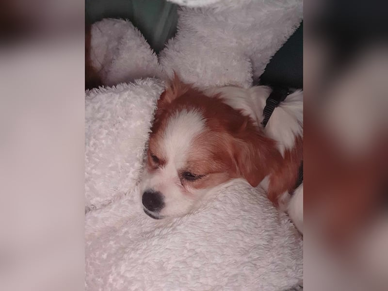 ANA - auf Pflegestelle in 52355 Düren