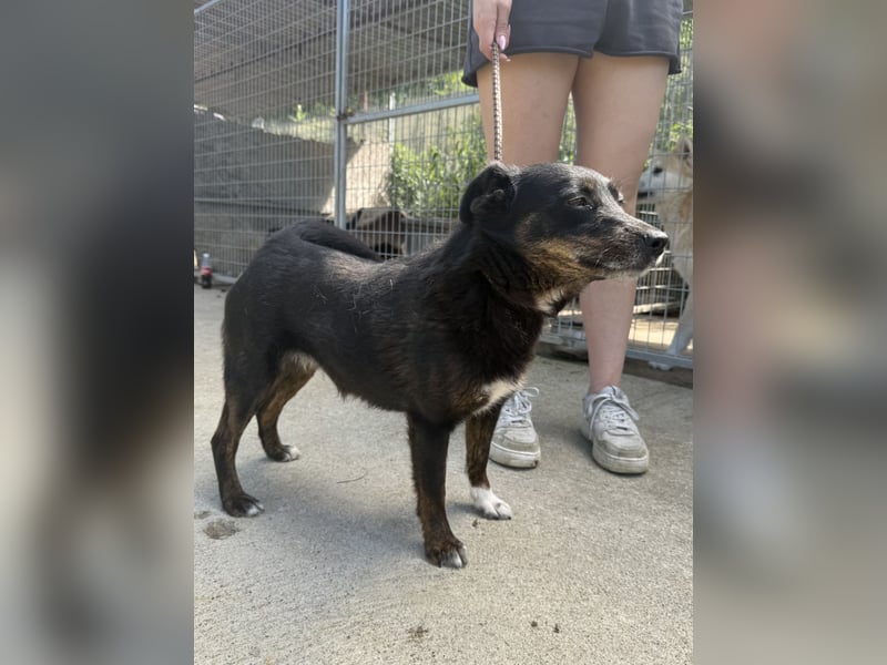 Trixie - Kämpferin sucht großes Glück