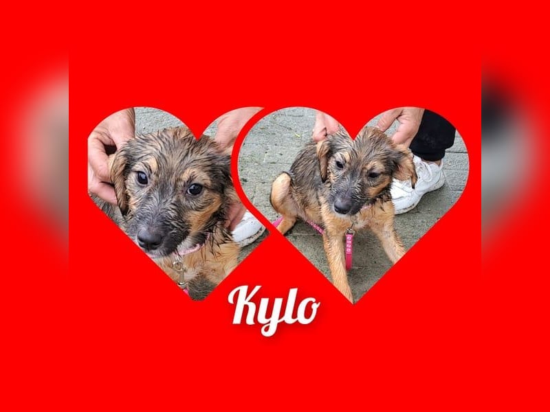 Junghündin Kylo 38cm, möchte Rumänien ganz schnell verlassen