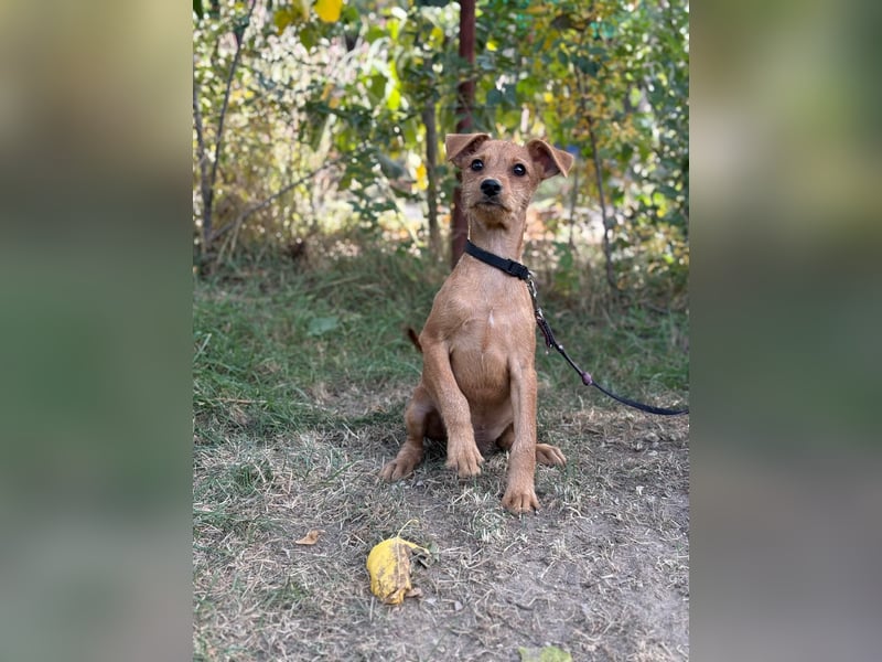 Flynn - Hundekind sucht eine liebevolle Familie!