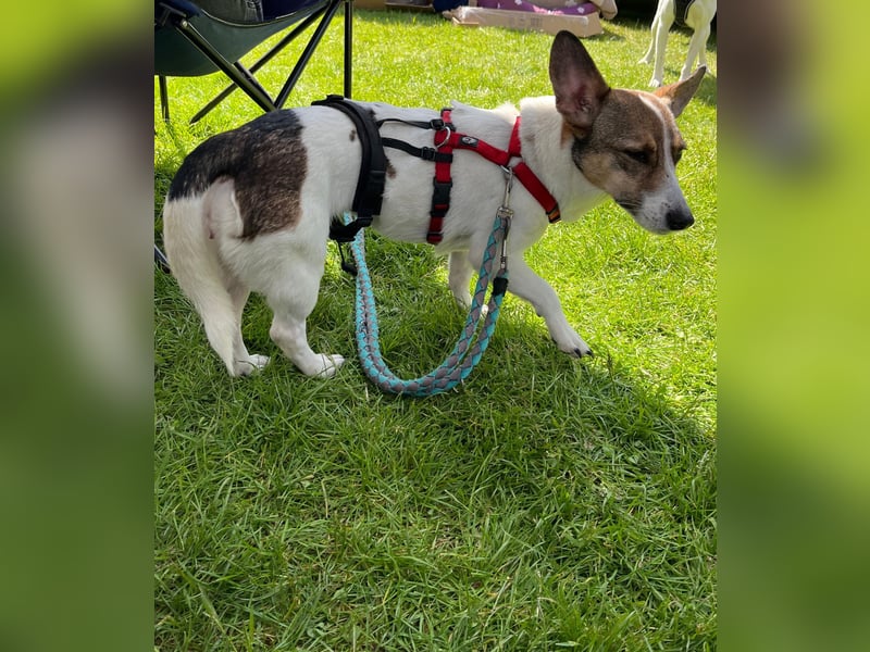 MOLLY, zarte Seele, 3,5 Jahre, 27 cm, Pflegestelle 53773, Tierschutz Rumänien