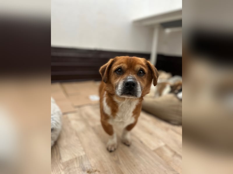 ⭐️TAC⭐️, neugieriger Rüde, 2 Jahre, 35 cm, Mischling, Tierschutz