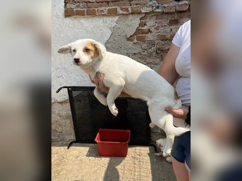 ⭐️FEE⭐️, zartes Hundemädchen, 1 Jahr, 30 cm, Mischling, Tierschutz